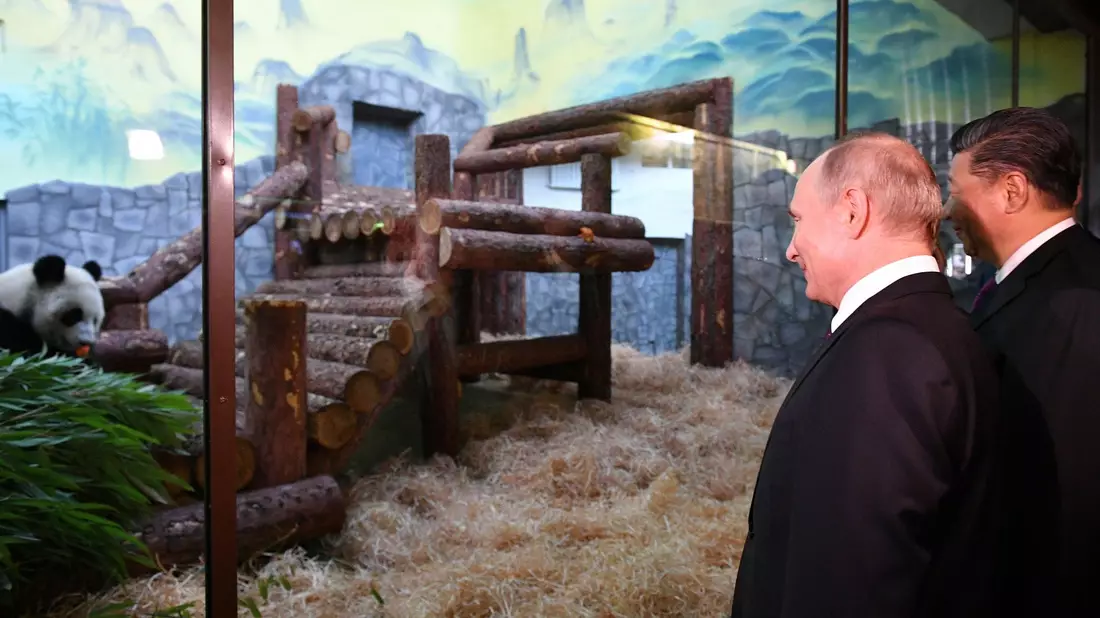 Tiere als Ausdruck freundschaftlicher Beziehungen zwischen den Ländern: Der Moskauer Zoo profitierte auch schon von dieser Art der Diplomatie - als Chinas Staats- und Parteichef Xi Jinping (rechts) Putin Pandabären schenkte. (Archivbild) - Bild: Alexander Vilf/Pool Sputnik Kremlin/AP/dpa