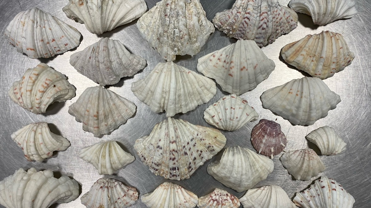 HZA-N: Aufgriff des Nürnberger Flughafenzolls: auch Strandgut steht unter Artenschutz - Foto: Zoll, presseportal.de