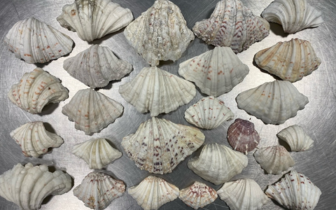 HZA-N: Aufgriff des Nürnberger Flughafenzolls: auch Strandgut steht unter Artenschutz - Foto: Zoll, presseportal.de HZA-N: Aufgriff des Nürnberger Flughafenzolls: auch Strandgut steht unter Artenschutz - Foto: Zoll, presseportal.de