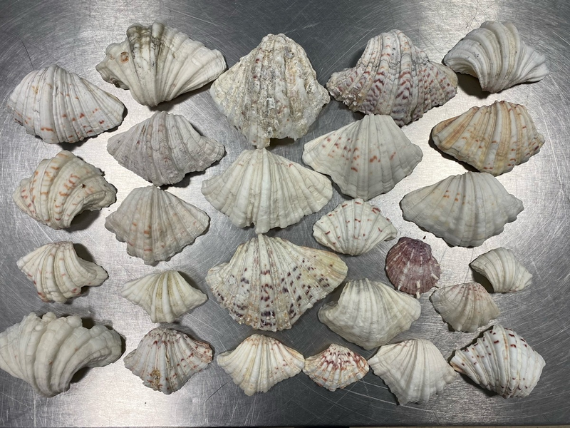 HZA-N: Aufgriff des Nürnberger Flughafenzolls: auch Strandgut steht unter Artenschutz - Foto: Zoll, presseportal.de