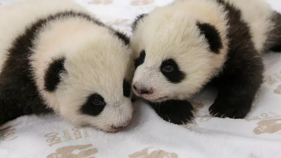 Inzwischen wiegen die beiden jeweils rund fünf Kilogramm.  - Bild: -/Zoo Berlin/dpa