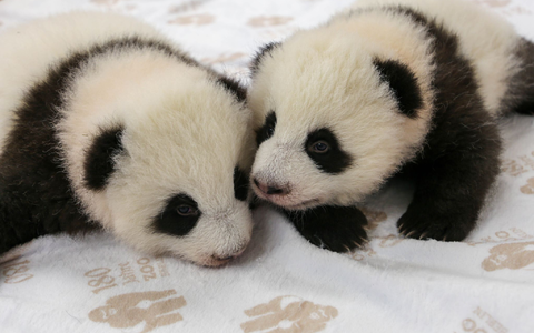 Inzwischen wiegen die beiden jeweils rund fünf Kilogramm.  - Foto: -/Zoo Berlin/dpa
