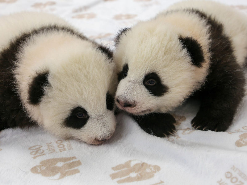 Inzwischen wiegen die beiden jeweils rund fünf Kilogramm.  - Foto: -/Zoo Berlin/dpa
