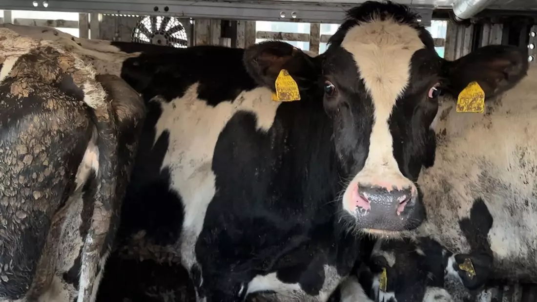 37°-Reportage im ZDF über Tiertransporte mit tödlichem Ausgang / Von Filmemacher Manfred Karremann - Bild: presseportal.de