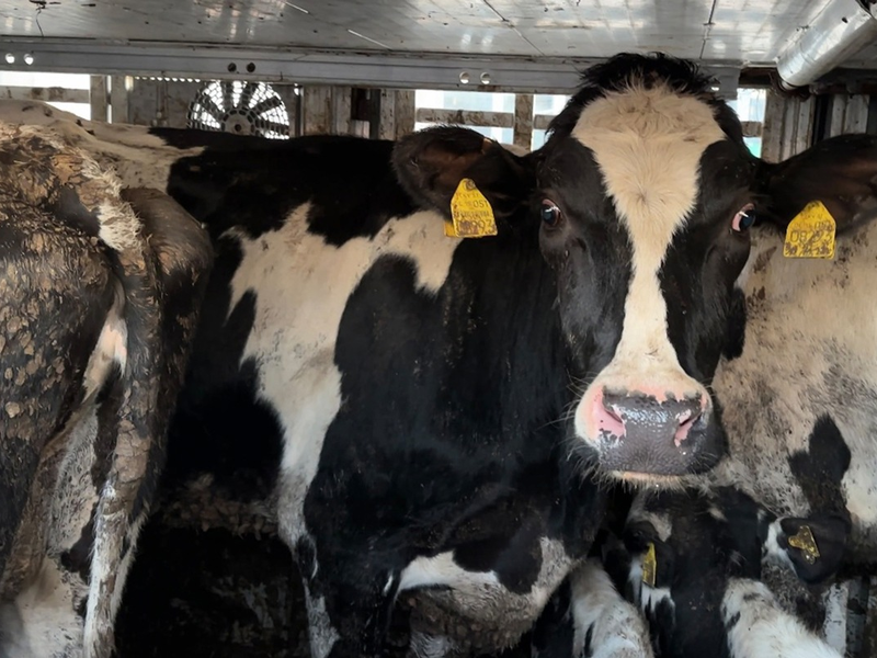 37°-Reportage im ZDF über Tiertransporte mit tödlichem Ausgang / Von Filmemacher Manfred Karremann - Foto: presseportal.de
