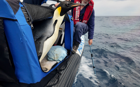 Der Kaiserpinguin ist zur Freude seiner Betreuer wieder in Freiheit (Handout). - Foto: Miles Brotherson/Department of Biodiversity, Conservation and Attractions/AP