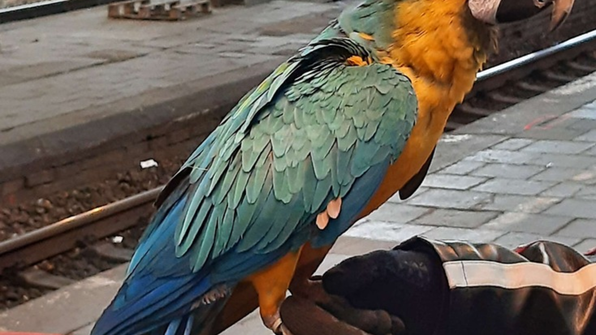 BPOL NRW: Bundespolizei stellt entflogenen Papagei im Hauptbahnhof Hagen sicher - Foto: presseportal.de