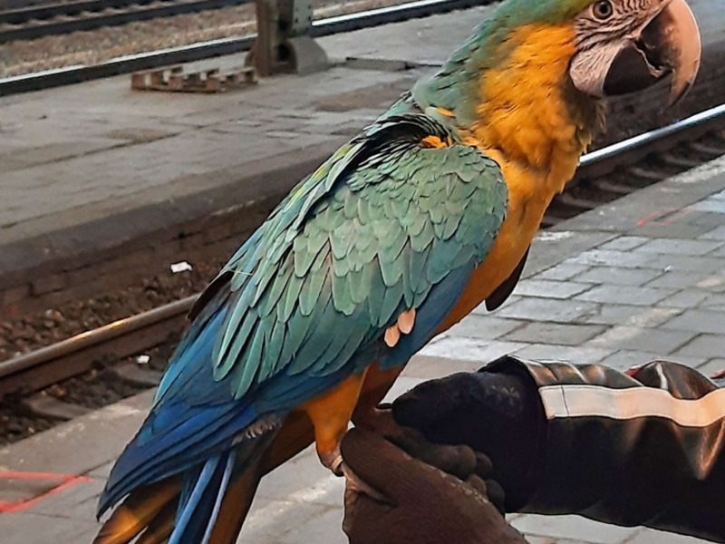 BPOL NRW: Bundespolizei stellt entflogenen Papagei im Hauptbahnhof Hagen sicher - Foto: presseportal.de