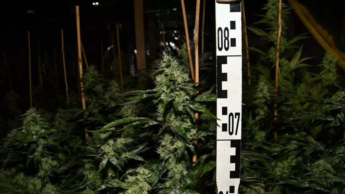 POL-ME: Polizei stellt zwei Cannabis-Plantagen sicher - Langenfeld - 2411085 - Bild: presseportal.de