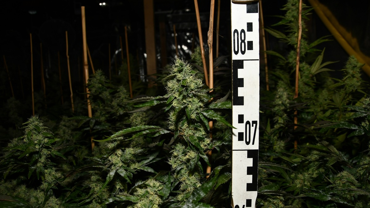 POL-ME: Polizei stellt zwei Cannabis-Plantagen sicher - Langenfeld - 2411085 - Foto: presseportal.de