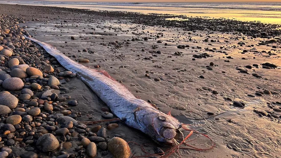 Riemenfische fallen durch ihre Länge und durch hellrote Flossen auf.  - Bild: Alison Laferriere/Scripps Institution of Oceanography/dpa