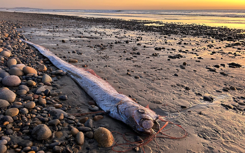Riemenfische fallen durch ihre Länge und durch hellrote Flossen auf.  - Foto: Alison Laferriere/Scripps Institution of Oceanography/dpa