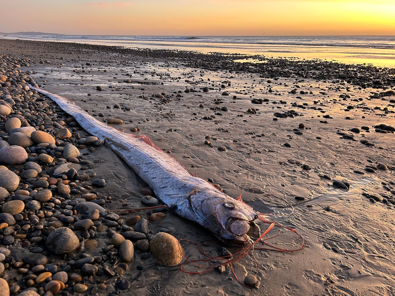 Riemenfische fallen durch ihre Länge und durch hellrote Flossen auf.  - Foto: Alison Laferriere/Scripps Institution of Oceanography/dpa