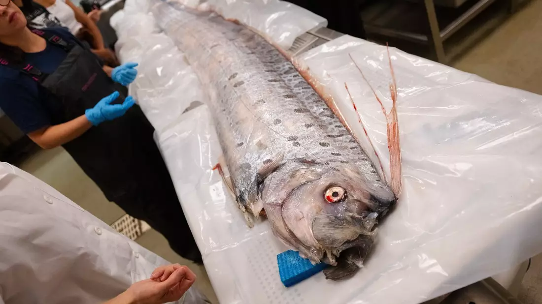 Forschende in Kalifornien haben Proben der angespülten Riemenfische genommen und erhoffen sich neue Erkenntnisse. - Bild: Erik Jepsen/University of California San Diego/dpa