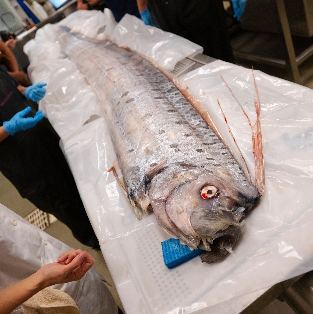 Forschende in Kalifornien haben Proben der angespülten Riemenfische genommen und erhoffen sich neue Erkenntnisse. - Foto: Erik Jepsen/University of California San Diego/dpa