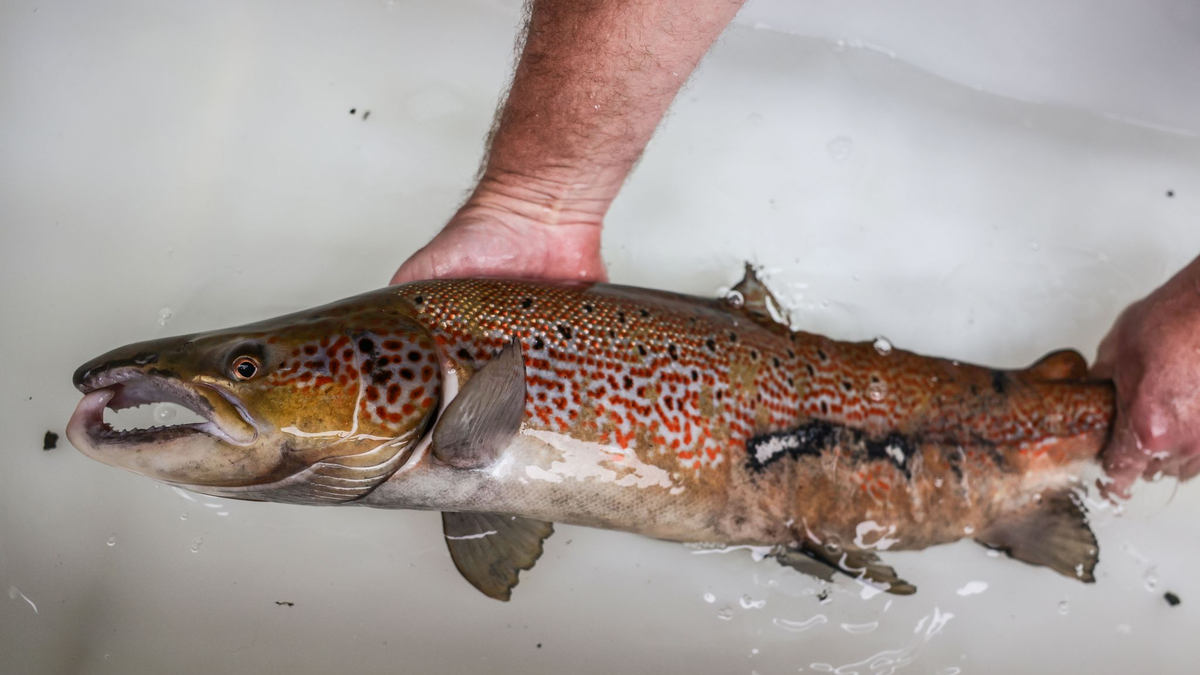 Bis zur vollständigen Laichreife bleiben die Lachse im Wildlachszentrum und werden anschließend wieder freigelassen. - Foto: Oliver Berg/dpa