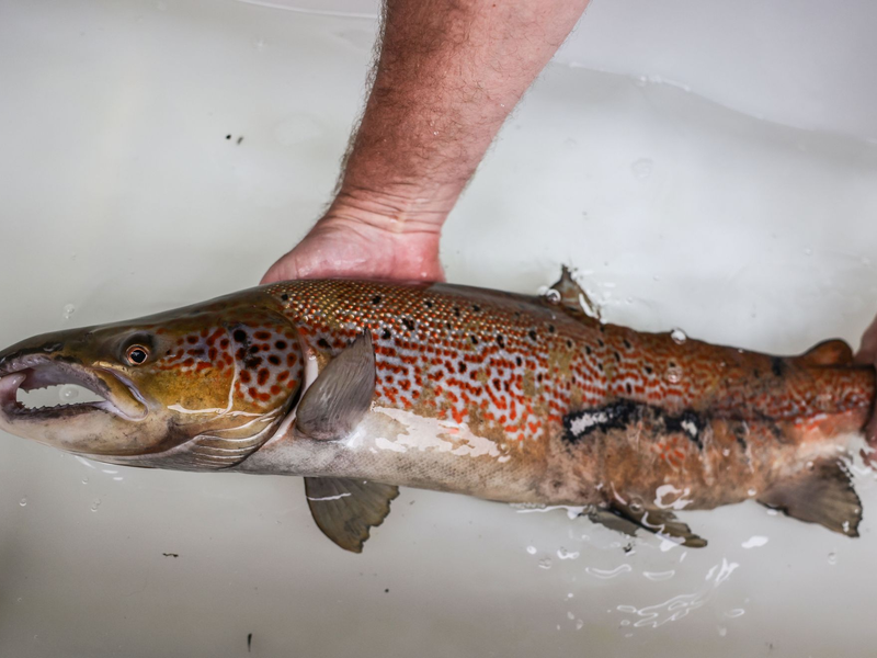 Bis zur vollständigen Laichreife bleiben die Lachse im Wildlachszentrum und werden anschließend wieder freigelassen. - Foto: Oliver Berg/dpa