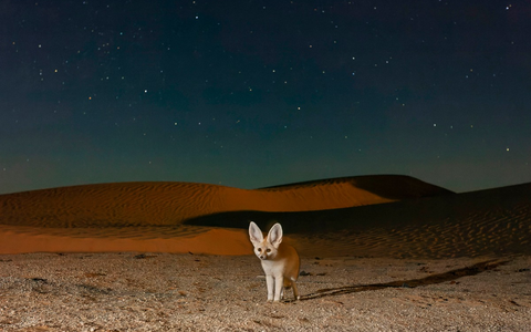Terra X: Säugetiere: neue sechsteilige BBC/ZDF-Dokureihe - Foto: presseportal.de