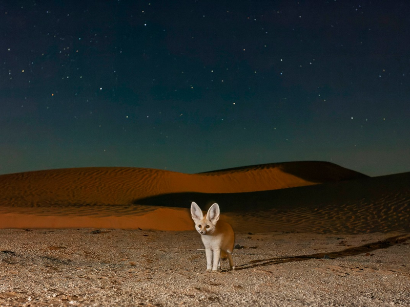 Terra X: Säugetiere: neue sechsteilige BBC/ZDF-Dokureihe - Foto: presseportal.de