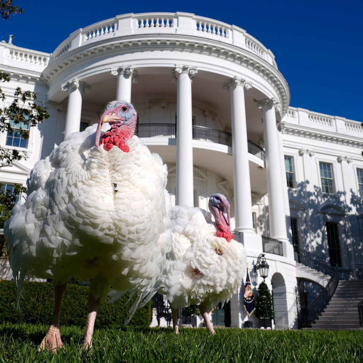 Die Begnadigung von Truthähnen durch den Präsidenten hat eine lange Tradition.  - Foto: Susan Walsh/AP