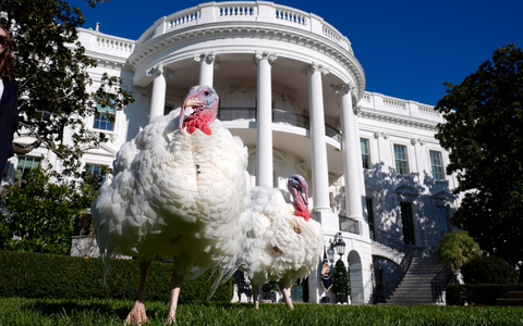 Die Begnadigung von Truthähnen durch den Präsidenten hat eine lange Tradition.  - Foto: Susan Walsh/AP