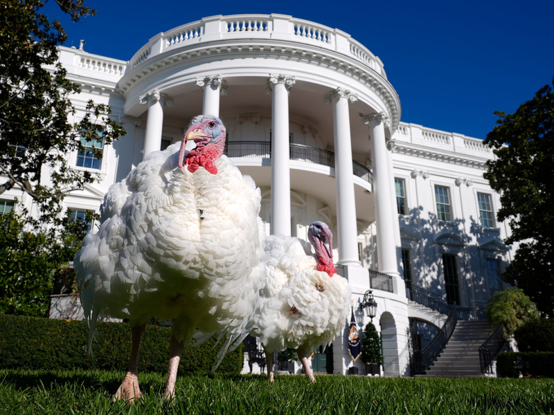 Die Begnadigung von Truthähnen durch den Präsidenten hat eine lange Tradition.  - Foto: Susan Walsh/AP