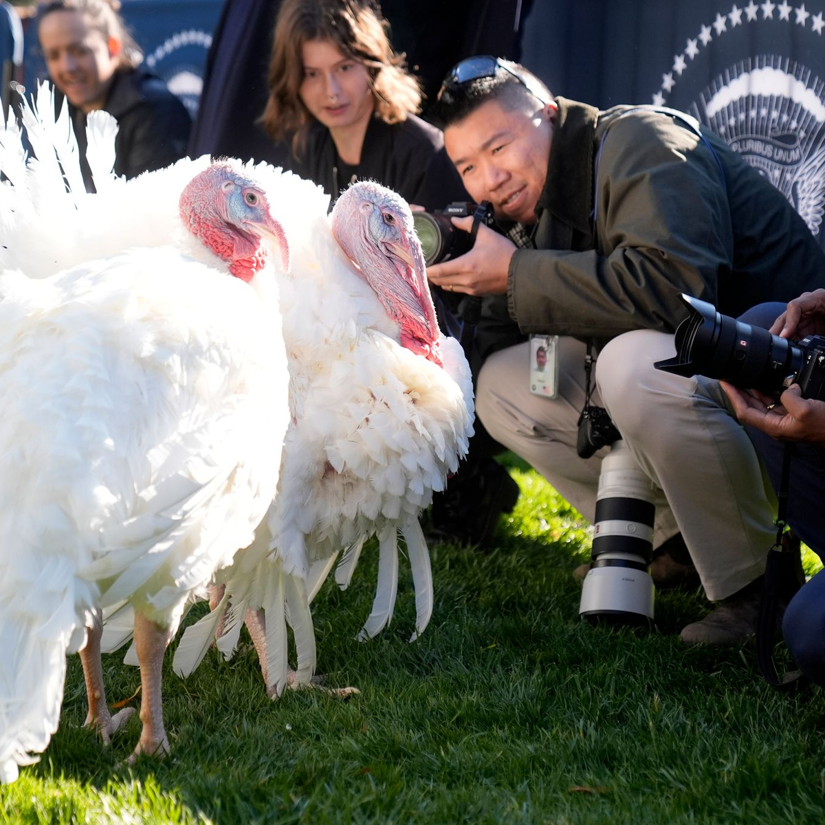 Die beiden Truthähne «Peach» und «Blossom» kommen nicht auf den Esstisch.  - Foto: Mark Schiefelbein/AP