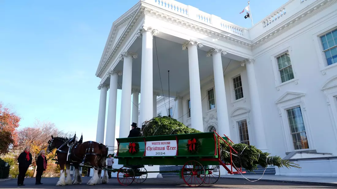 Der diesjährige Weihnachtsbaum stammt aus North Carolina.  - Bild: Susan Walsh/AP