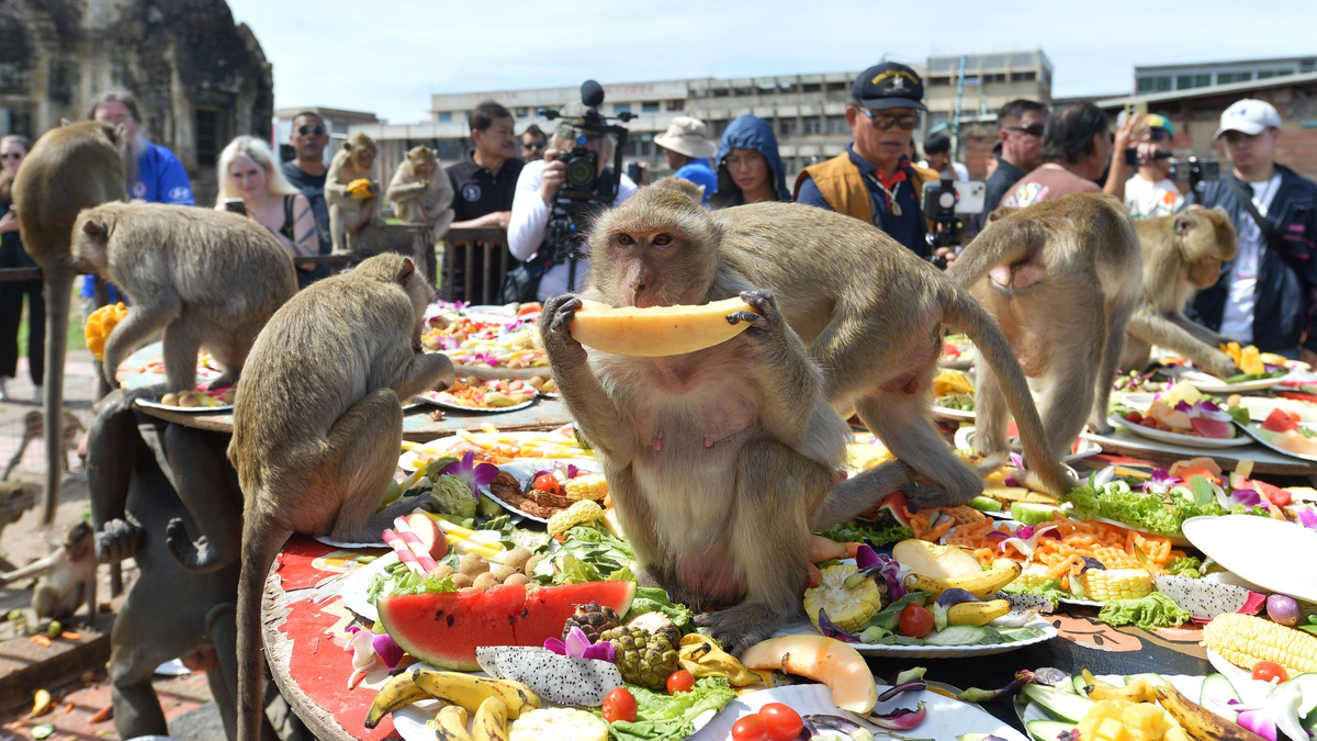 Die Affen speisen in einem alten Khmer-Tempel. - Foto: Rachen Sageamsak/XinHua/dpa