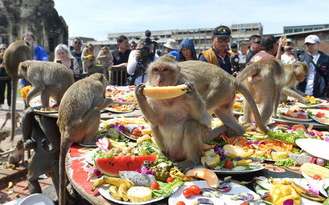 Die Affen speisen in einem alten Khmer-Tempel. - Foto: Rachen Sageamsak/XinHua/dpa