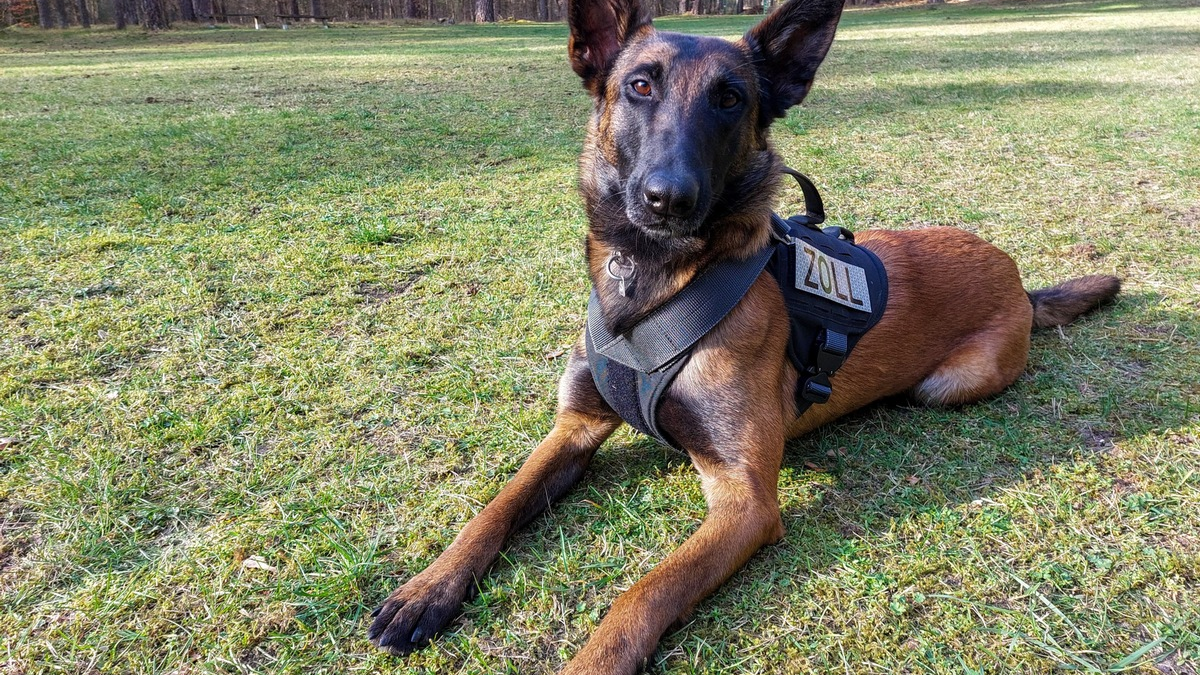 HZA-DU: Hauptzollamt Duisburg stellt Zigaretten und Rauschgift bei der Einreise nach Deutschland sicher - 30.000 unversteuerte Zigaretten / Zollhündin Frieda findet eine Vielfalt an Rauschgift - Foto: presseportal.de