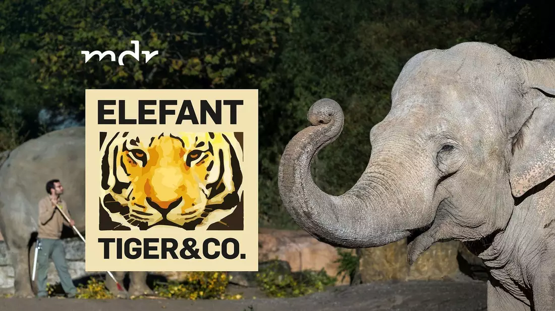Alles auf Anfang: Alle Folgen von „Elefant, Tiger & Co.“ in der ARD Mediathek und im MDR-Fernsehen - Bild: presseportal.de