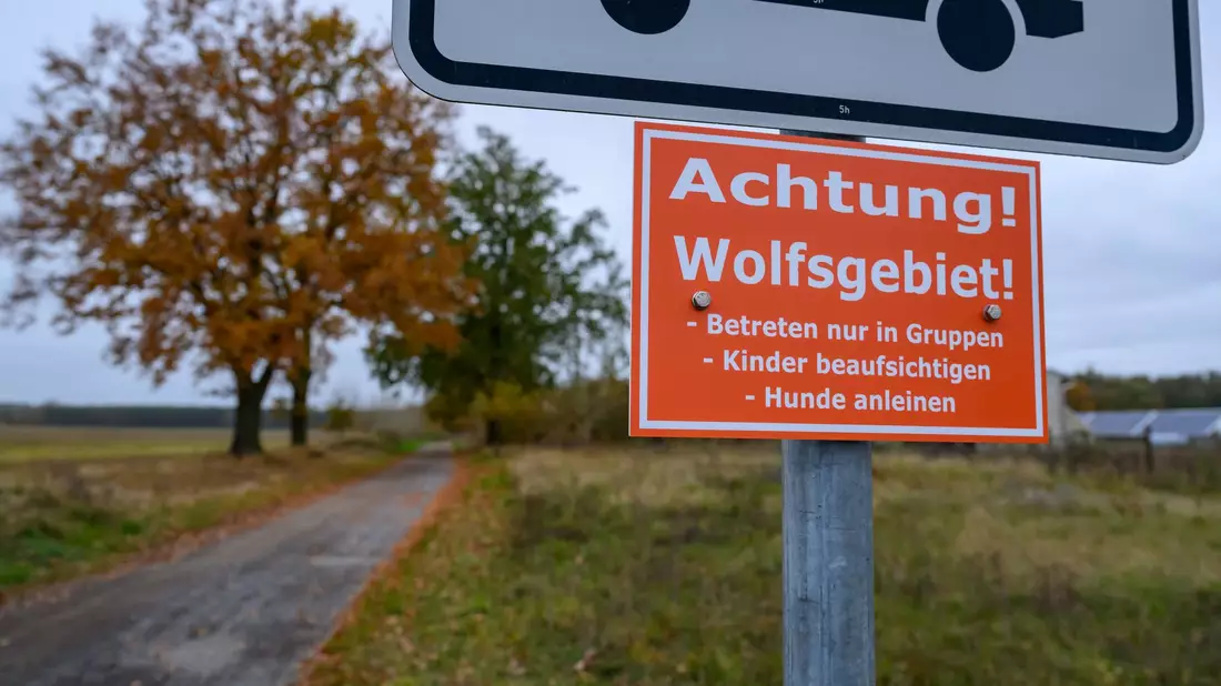 In Deutschland sind 209 Wolfsrudel nachgewiesen. (Archivbild) - Bild: Patrick Pleul/dpa