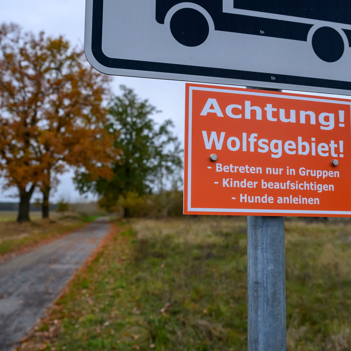 In Deutschland sind 209 Wolfsrudel nachgewiesen. (Archivbild) - Foto: Patrick Pleul/dpa