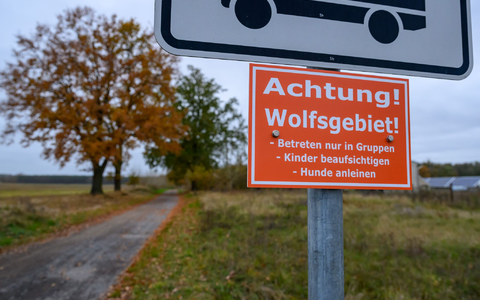 In Deutschland sind 209 Wolfsrudel nachgewiesen. (Archivbild) - Foto: Patrick Pleul/dpa
