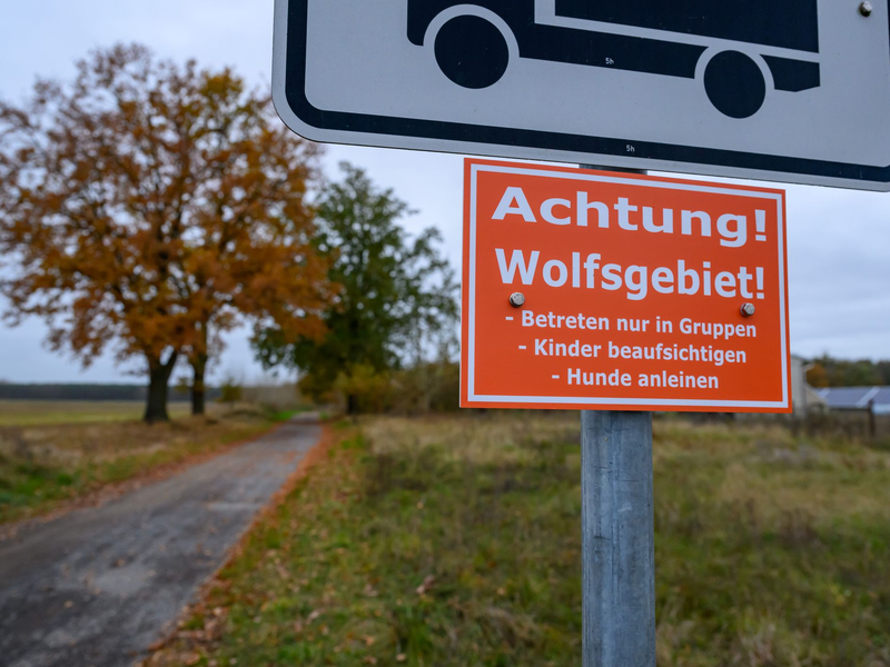 In Deutschland sind 209 Wolfsrudel nachgewiesen. (Archivbild) - Foto: Patrick Pleul/dpa