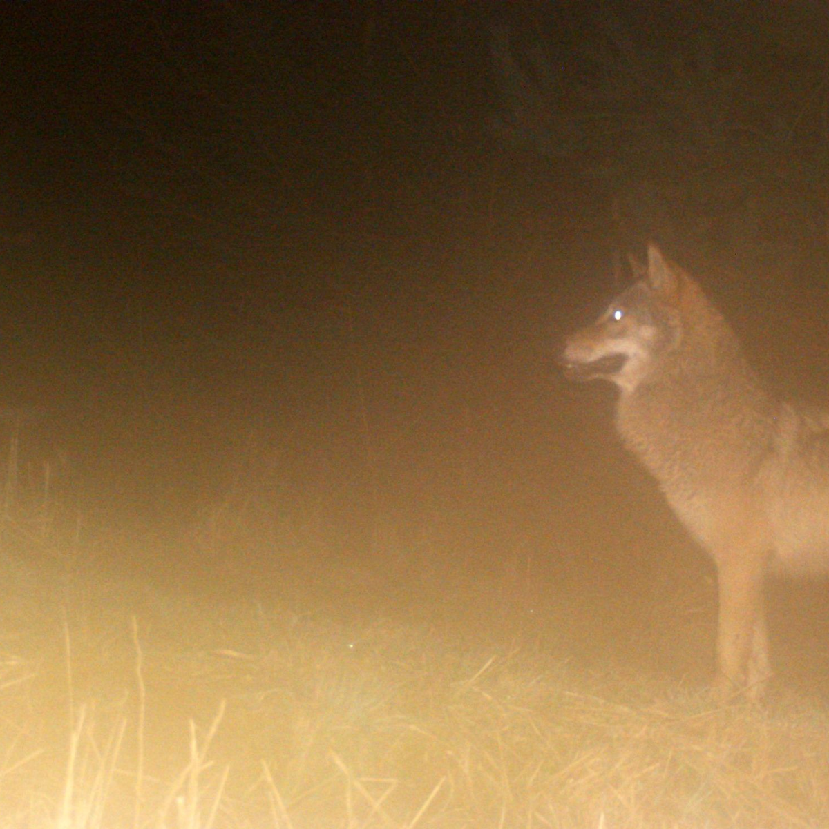 40.000 Hinweise und Nachweise wurden für die aktuelle Statistik ausgewertet. (Archivbild) - Foto: Umweltministerium Hessen/dpa