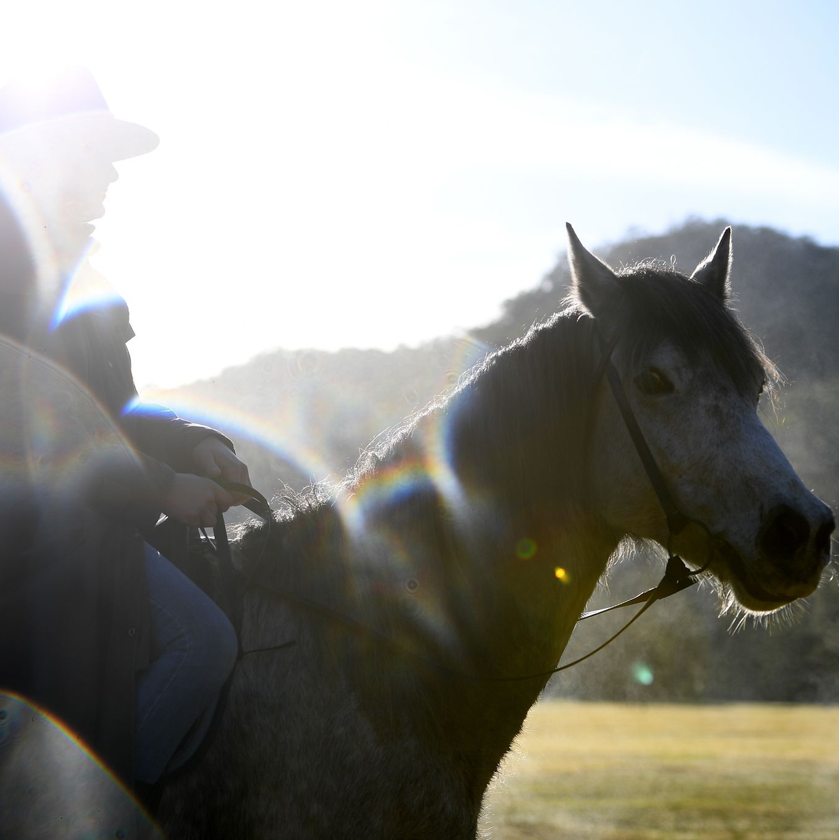 Kein Tier kostet in Australien so viele Menschen das Leben wie das Pferd. (Symbolbild) - Foto: Dan Himbrechts/AAP/dpa