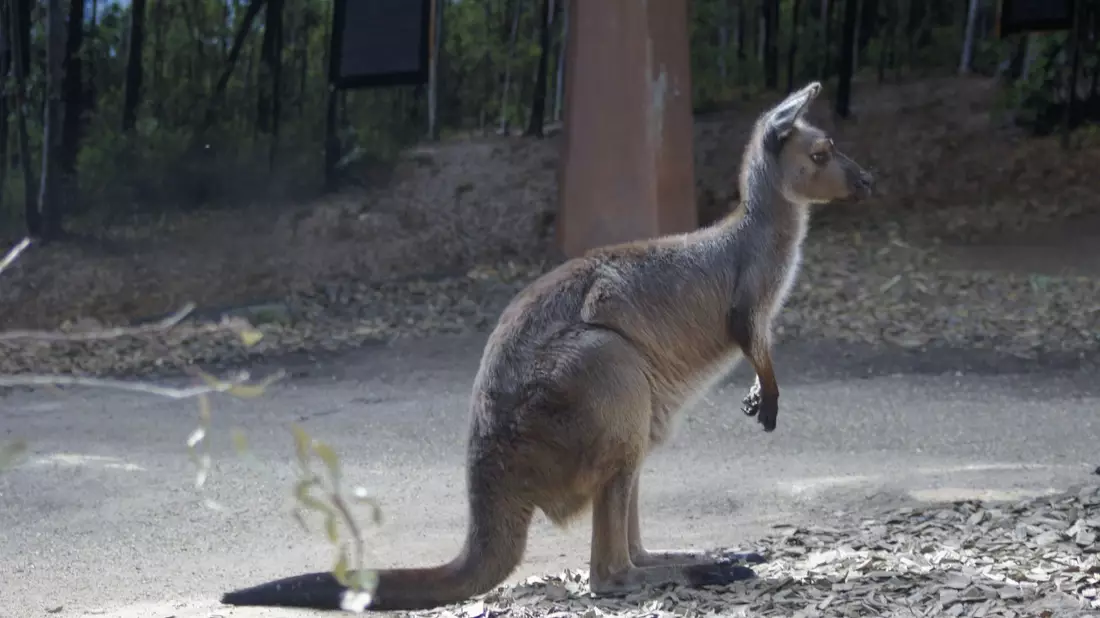 In Australien kommt es häufig zu Verkehrsunfällen mit Kängurus. (Symbolbild) - Bild: Carola Frentzen/dpa
