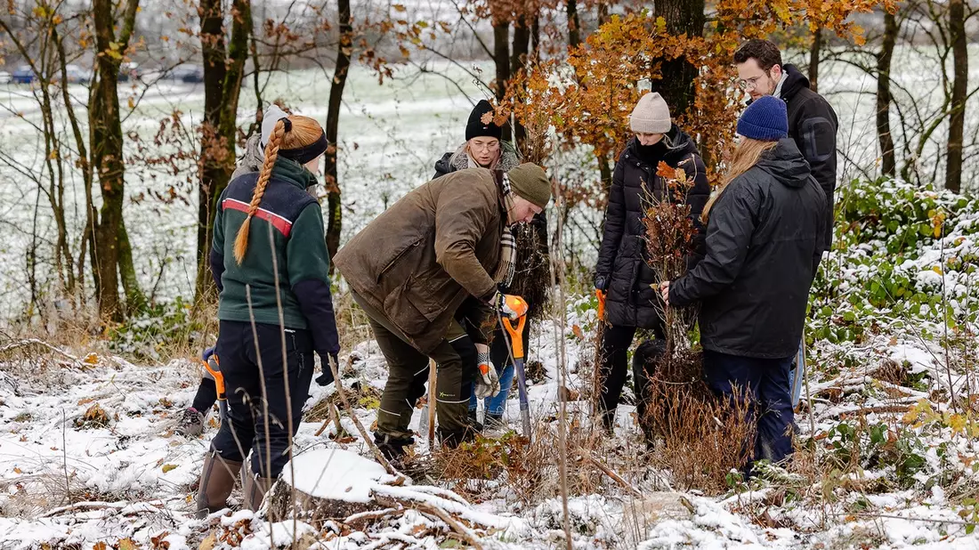 Gemeinsam für den Wald: 100 Krombacher Mitarbeitende forsten Wald wieder auf - Bild: presseportal.de