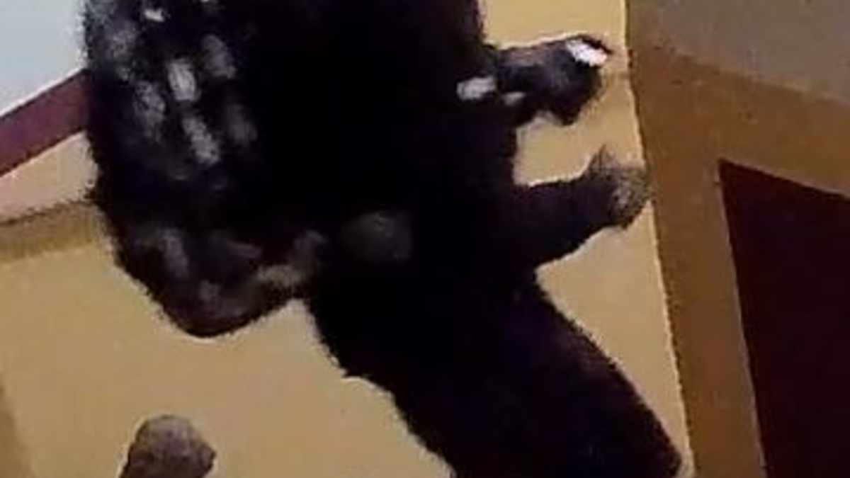 LPI-J: Öffentlichkeitsfahndung nach Diebstahl aus Hostel - Foto: presseportal.de