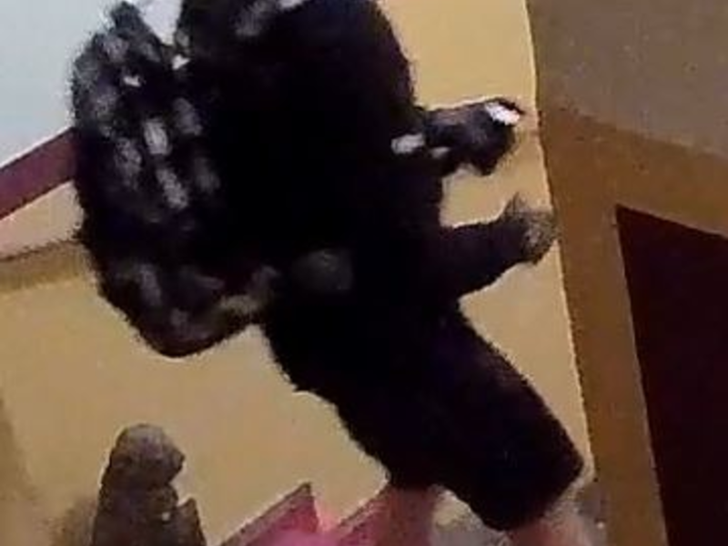 LPI-J: Öffentlichkeitsfahndung nach Diebstahl aus Hostel - Foto: presseportal.de