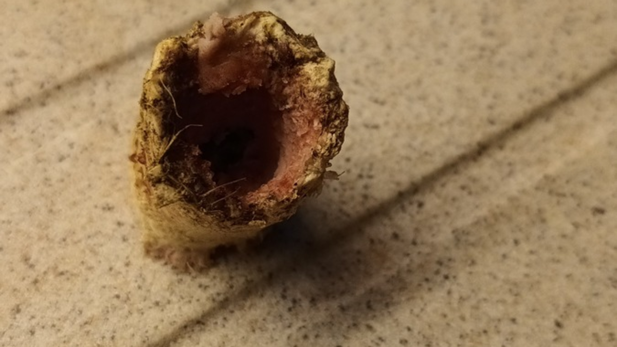 POL-GF: Giftköder auf Grundstück - Foto: presseportal.de