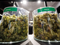 Die deutschen Hopfenbauern stehen wegen des Rückgangs des Bierkonsums und den Folgen des Klimawandels massiv unter Druck.  - Foto: Daniel Karmann/dpa