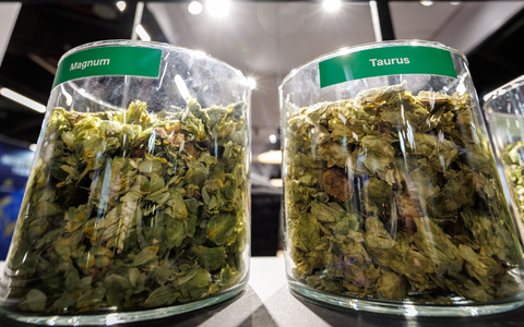 Die deutschen Hopfenbauern stehen wegen des Rückgangs des Bierkonsums und den Folgen des Klimawandels massiv unter Druck.  - Foto: Daniel Karmann/dpa