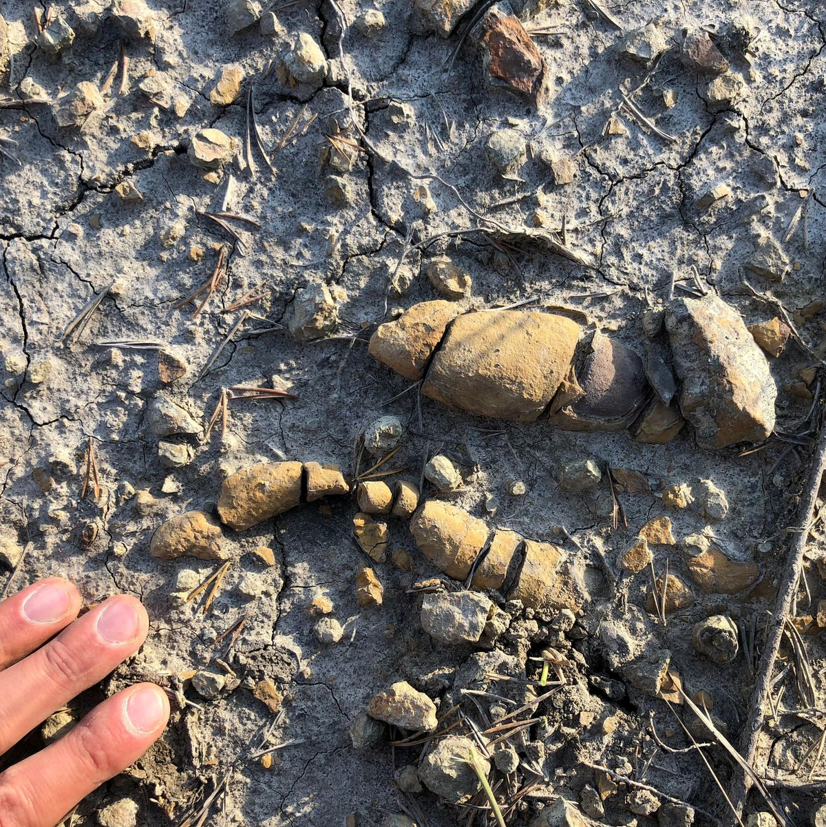 In den versteinerten Fäkalien wurden unverdaute Nahrungsreste, Pflanzen und Teile von Beutetieren identifiziert.  - Foto: Grzegorz Niedzwiedzki/dpa