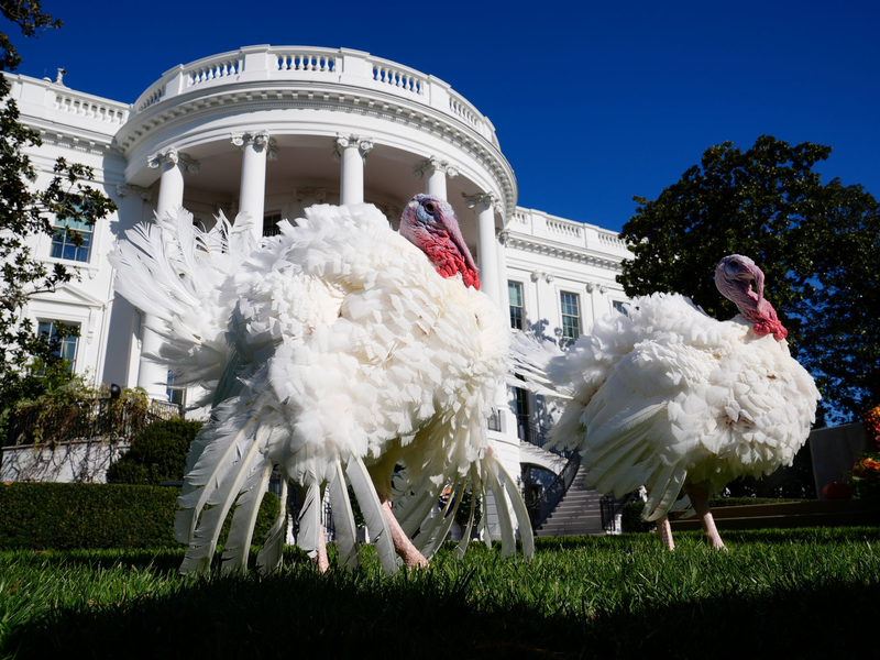 In den USA wird das Erntedankfest gefeiert.  - Foto: Susan Walsh/AP
