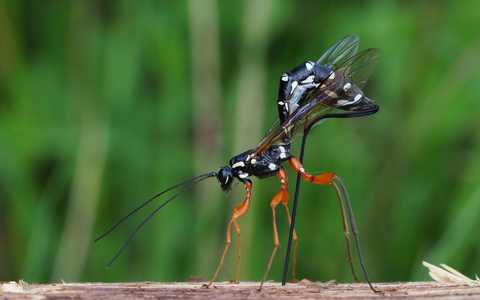 Rhyssa persuasoria erkennt die von Holzwespen befallenen Bäume am Geruch. - Foto: Frank Vassen/Senckenberg Gesellschaft für Naturforschung/dpa