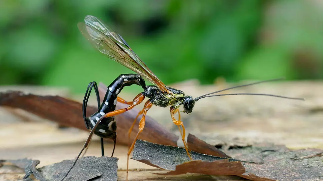 Die Schlupfwespen-Larve frisst die Holzwespen-Larve auf. - Bild: Matej Schwarz/Senckenberg Gesellschaft für Naturforschung /dpa