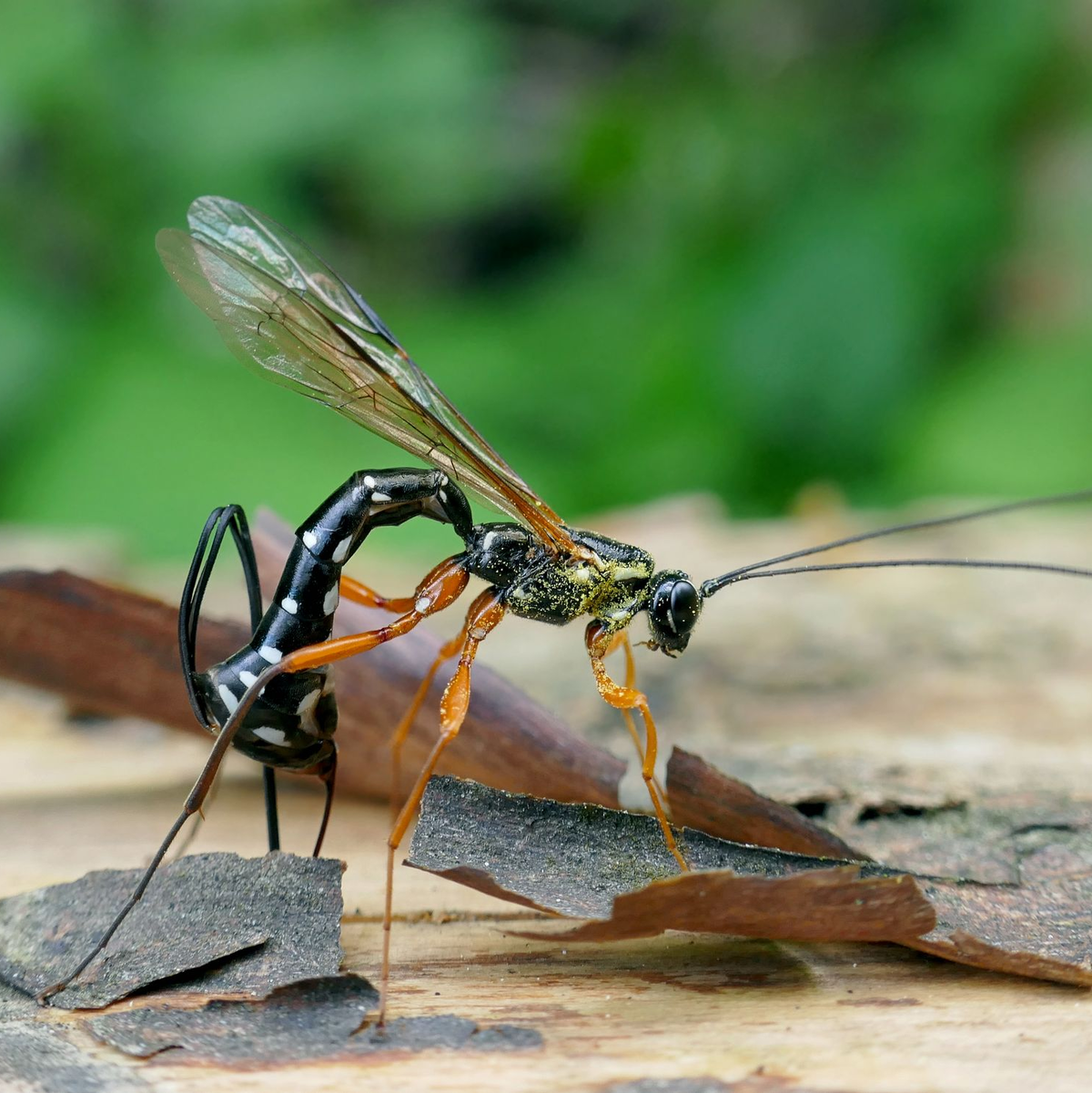 Die Schlupfwespen-Larve frisst die Holzwespen-Larve auf. - Foto: Matej Schwarz/Senckenberg Gesellschaft für Naturforschung /dpa